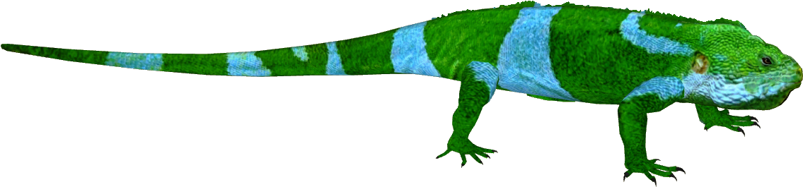 Fiji Banded Iguana M4 (1134x1134), Png Download