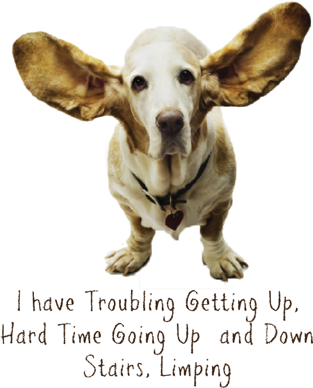 Dog Senior (843x779), Png Download
