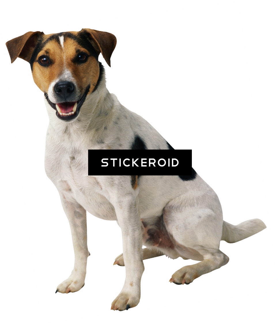 Dog (972x1130), Png Download