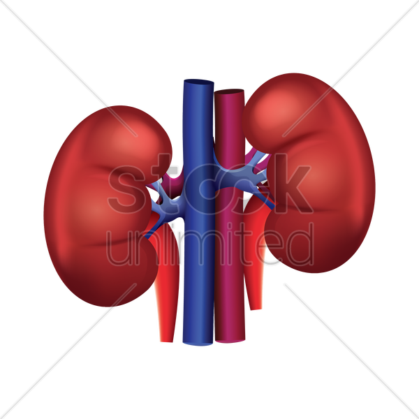 Kidney Png (600x600), Png Download