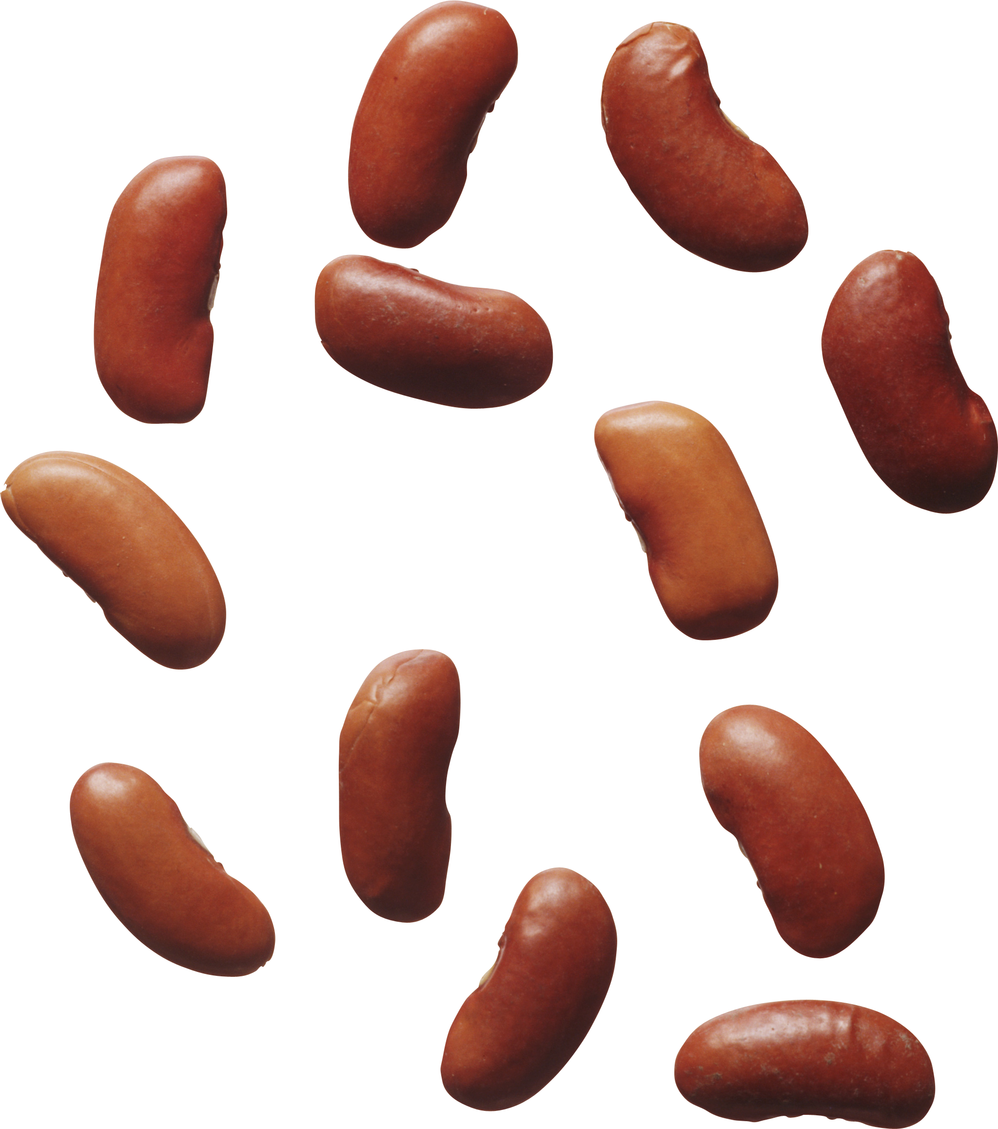 Kidney Png (2047x2315), Png Download