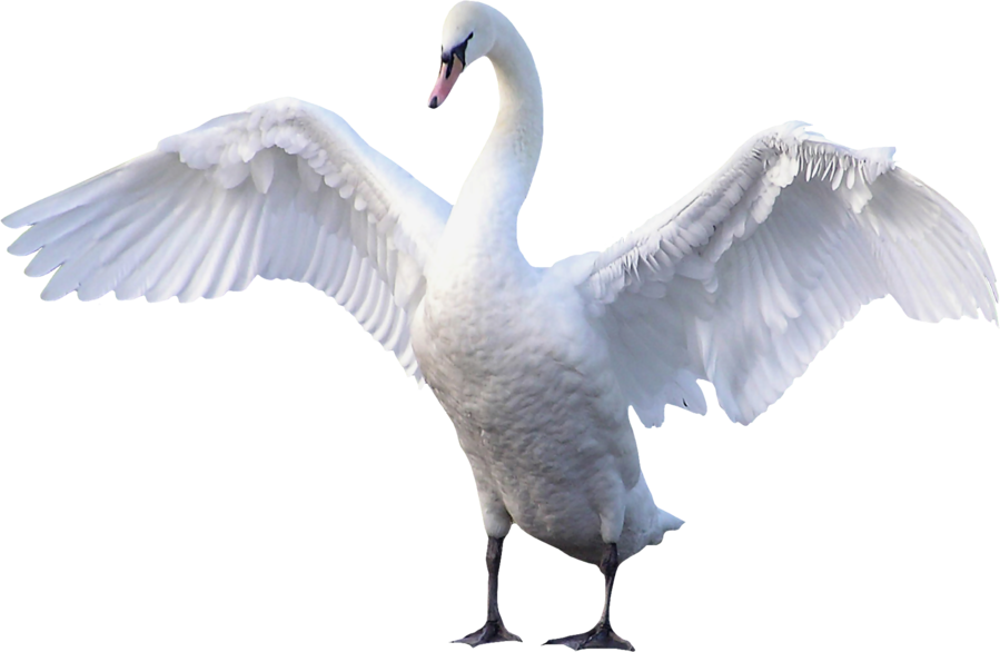 Swan Transparent (899x586), Png Download