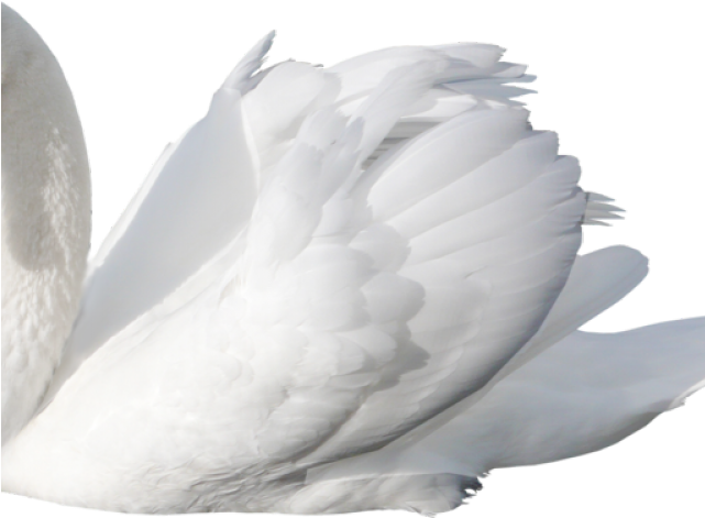 Swan Png Transparent Images (640x480), Png Download