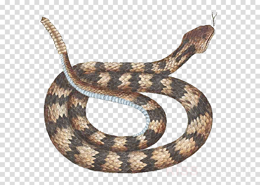 Snake (900x640), Png Download