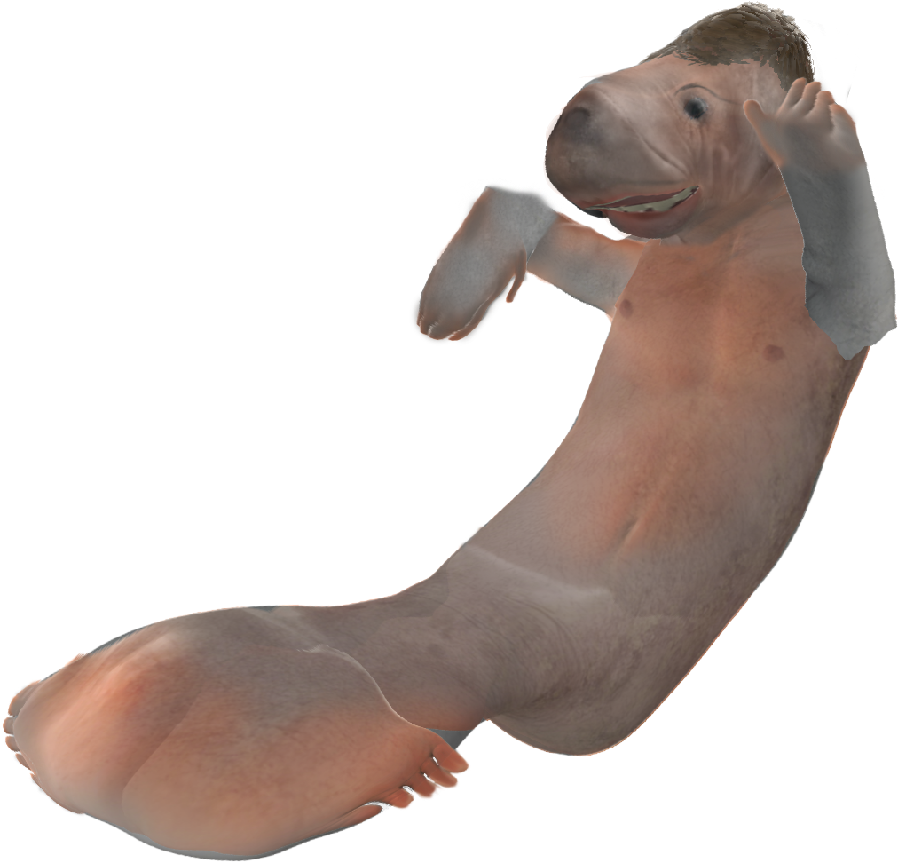 Manatee Tf (1057x1037), Png Download