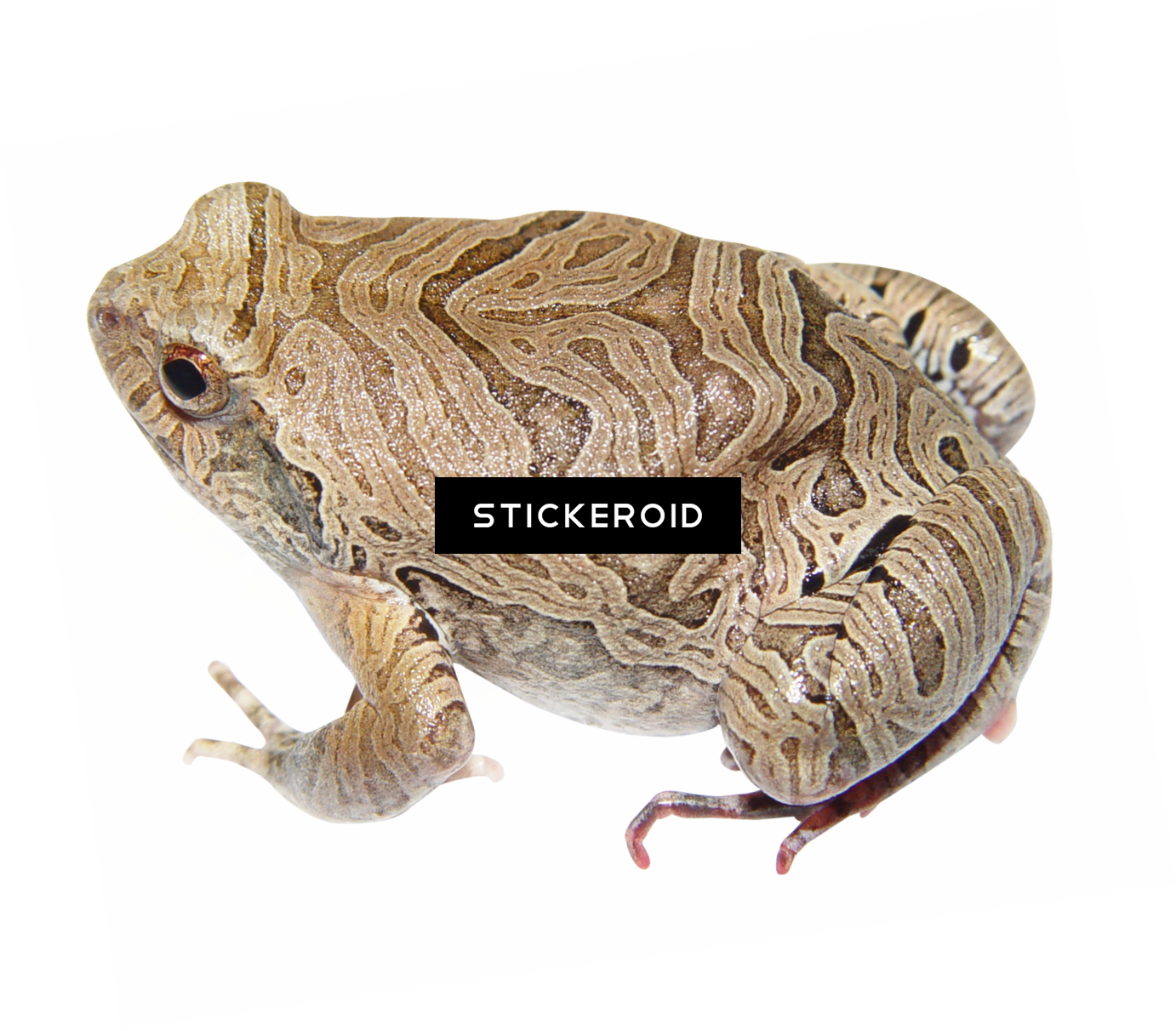 Frog Animals (1382x1212), Png Download