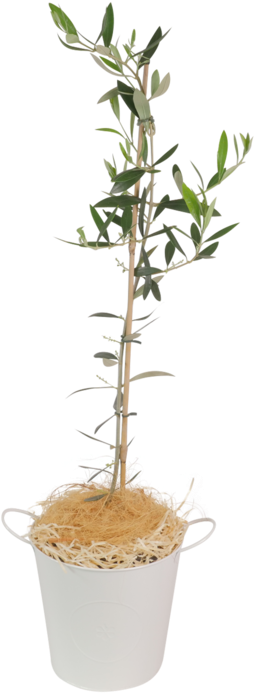 Olive Tree (700x700), Png Download