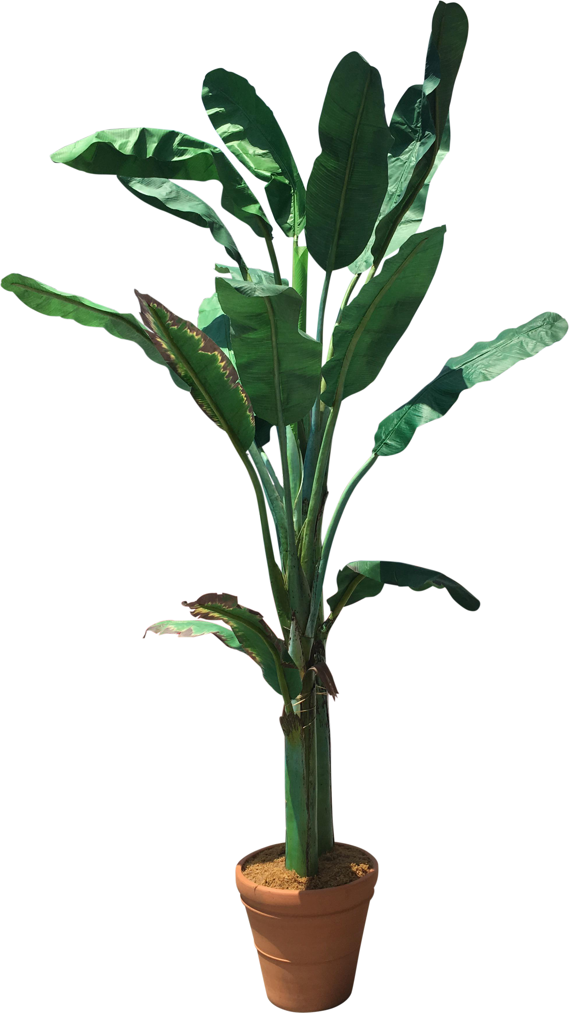 Banana Tree Png (2174x3874), Png Download