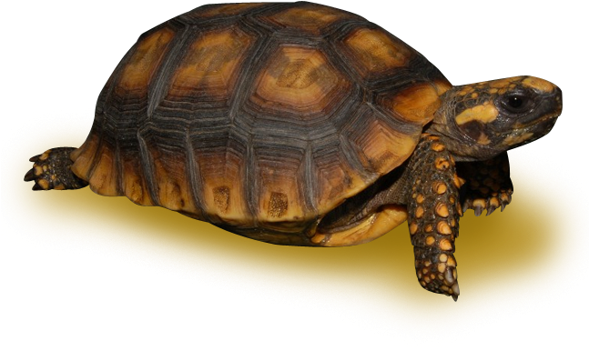 Amazon Basin Yellow Footed Tortoise (646x646), Png Download