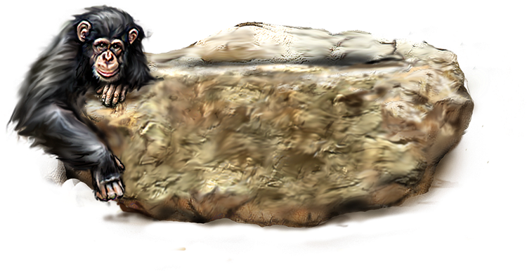 Orangutan Png Picture (800x600), Png Download