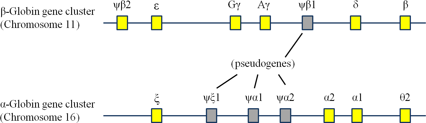 Globin Gene Cluster (1491x455), Png Download