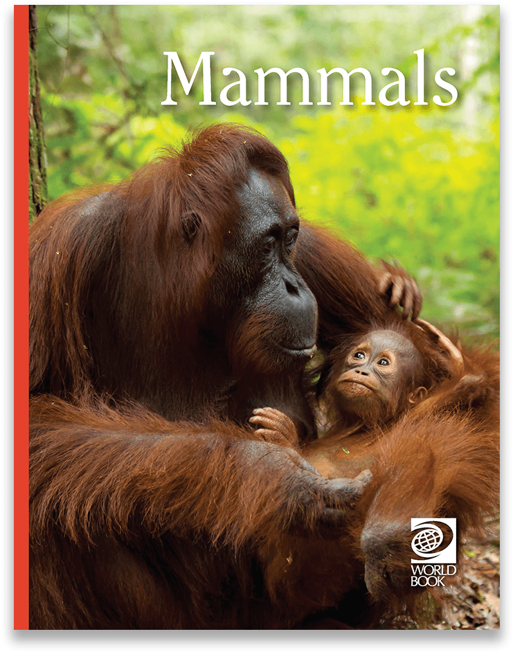 Orangutan Png (1000x1000), Png Download