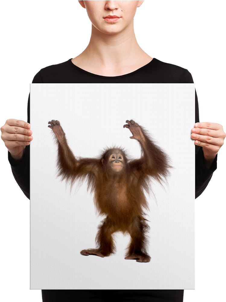 Orang Utan Print Men S V Neck (1000x1000), Png Download