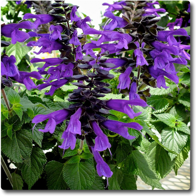 Salvia Amistad (650x650), Png Download