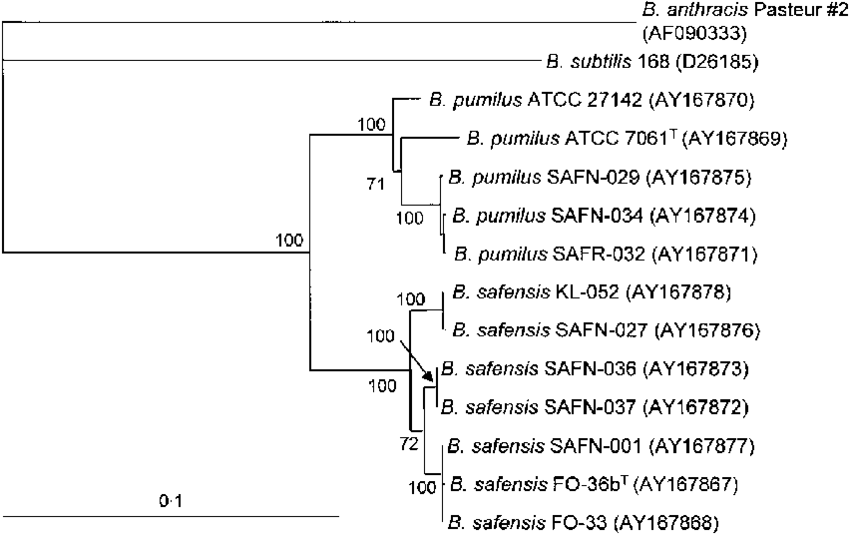 Phylogenetic Tree Of The Novel Isolates And B (850x536), Png Download