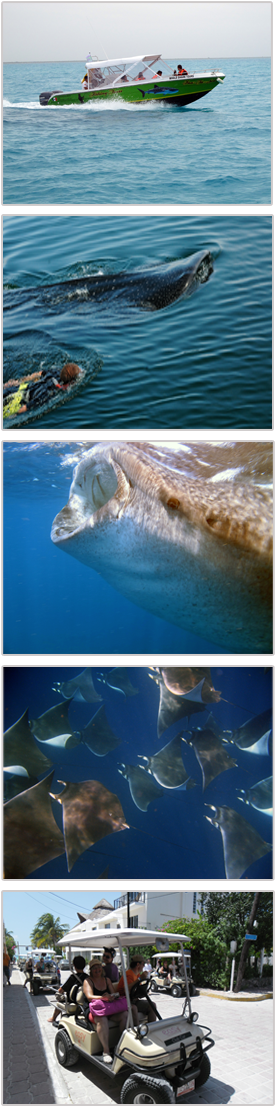 Image Whale Shark (283x1134), Png Download