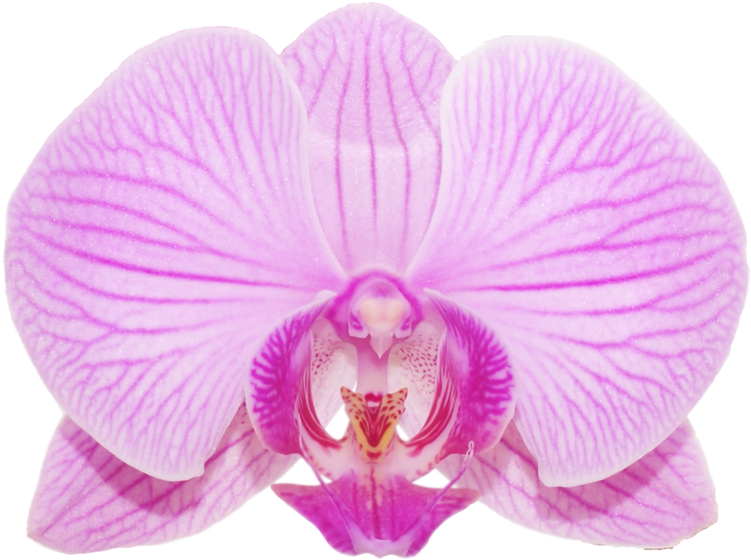 Alexa Christian Archive (900x736), Png Download