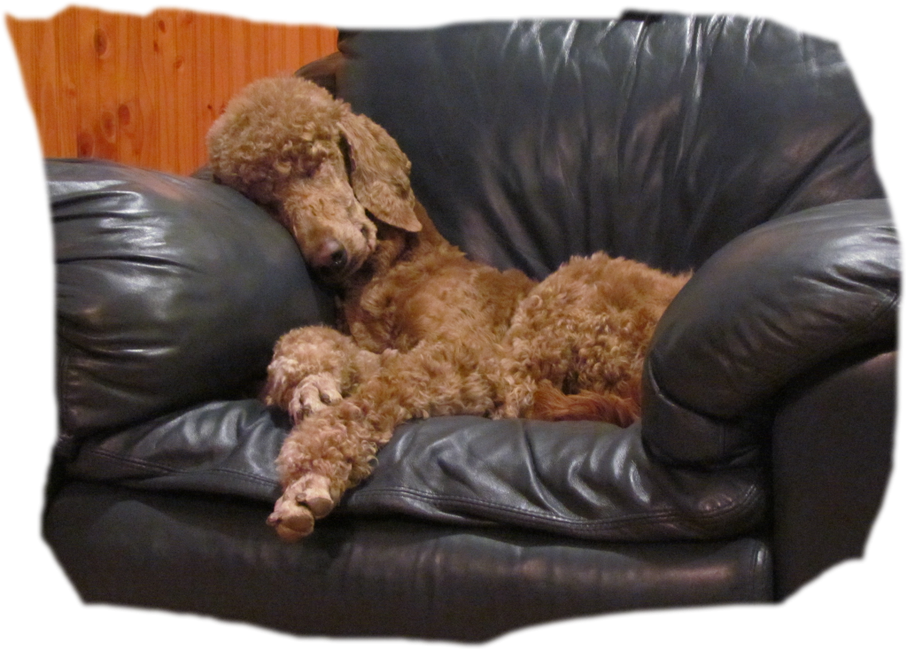 Adult Poodles For Sale (1024x734), Png Download