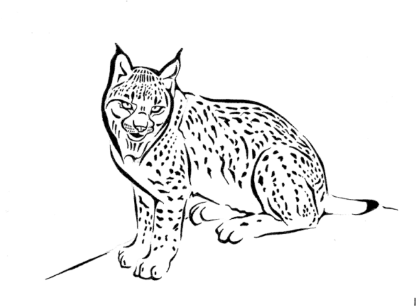 Wolf Icon Png (800x600), Png Download