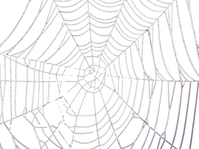 Drawn Spider Web Transparent Tumblr (640x480), Png Download