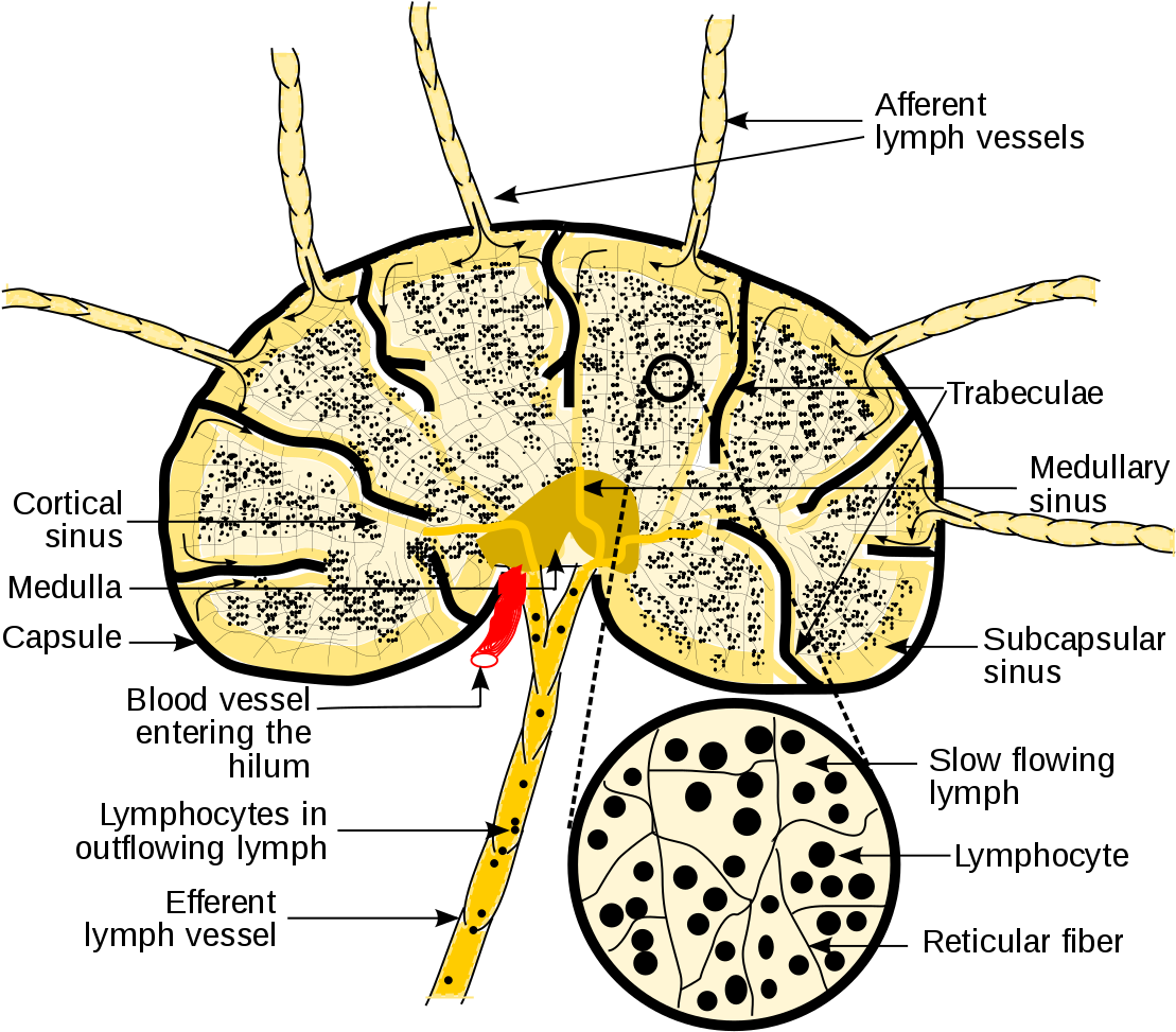 Tumor Drawing Grey's Anatomy (1200x984), Png Download