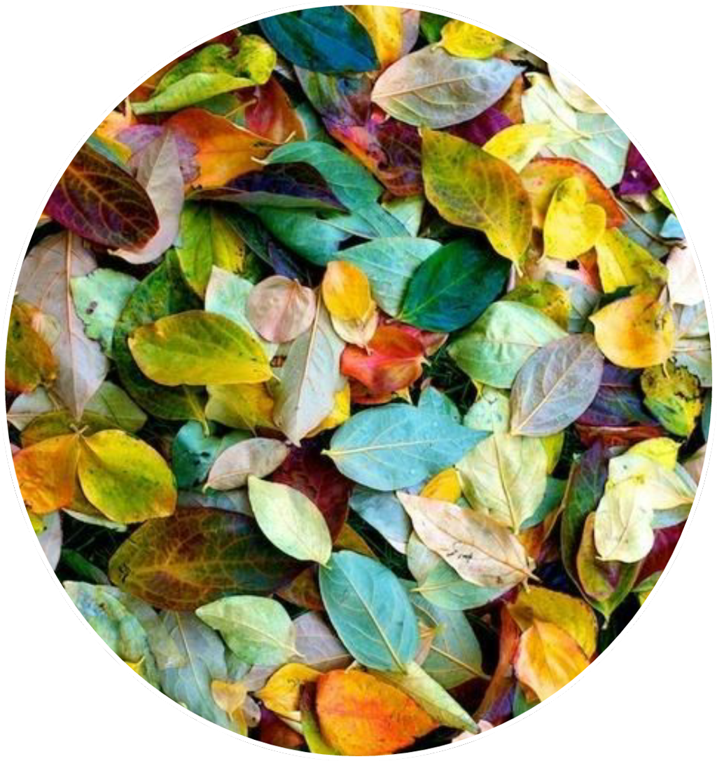 Leaves Plants Life Tumblr Aethetics (1024x1086), Png Download