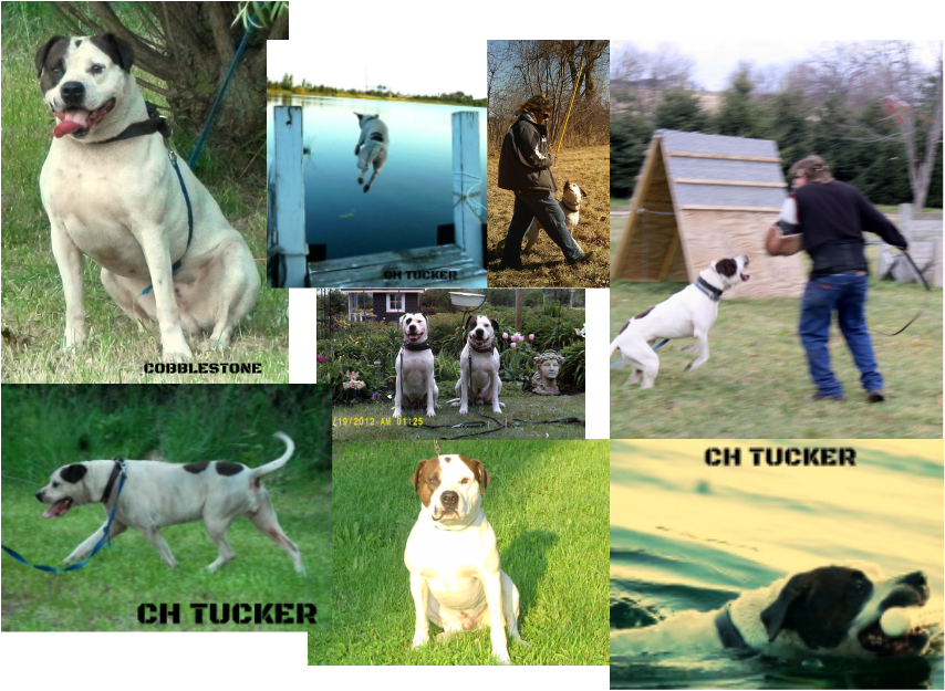 Ukc Champion Cobblestone Trinity Tucker ,ofa Good,akc (854x625), Png Download