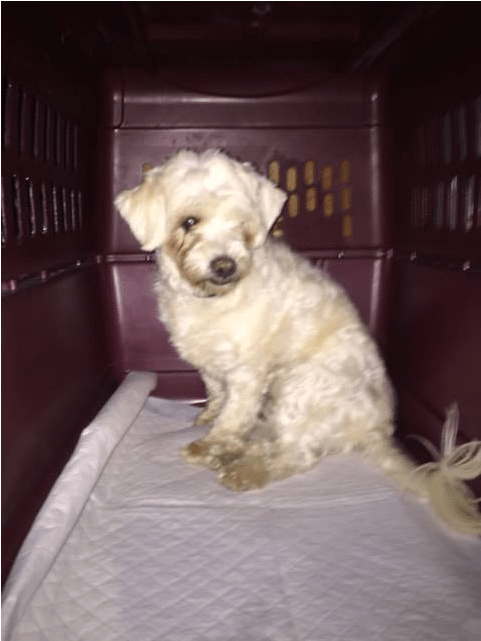 Mochi Is A Smaller Maltese X Poodle Mix, Spayed Female, (800x750), Png Download