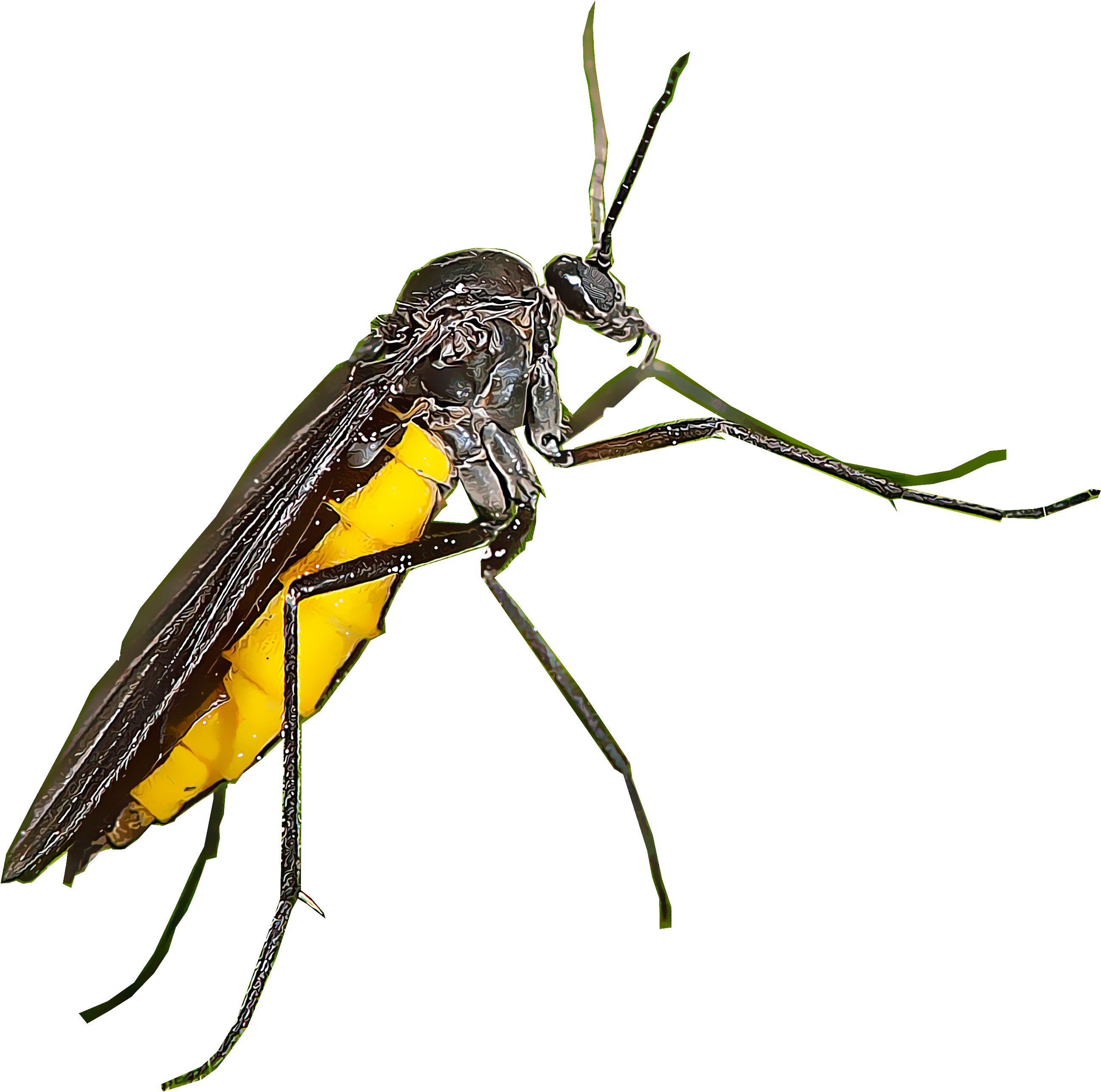 Fungus Gnats (2990x2990), Png Download