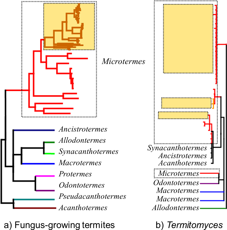 Representation Of The Phylogeny Of (967x972), Png Download