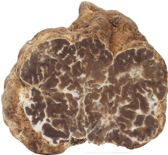 Tuber Borchii / Mirko Tartufi (654x602), Png Download