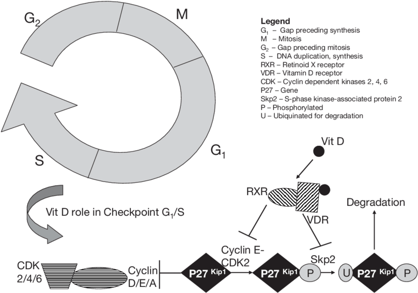 Calcitriol And Cell Cycle Checkpoints (850x616), Png Download