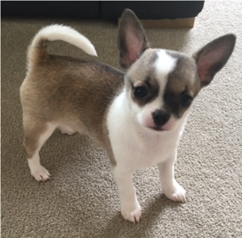 Free Chihuahua With Transparent Background (640x480), Png Download