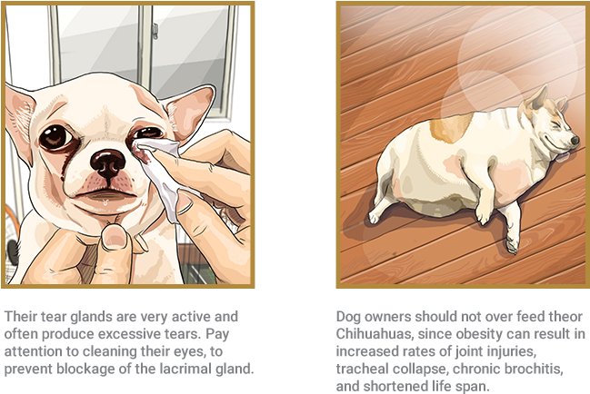 Chihuahua (687x475), Png Download