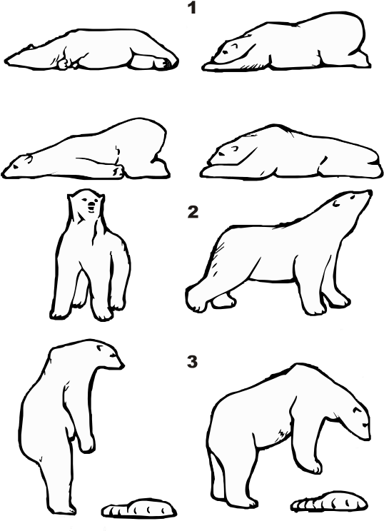 Habitat Drawing Polar Bear (598x768), Png Download