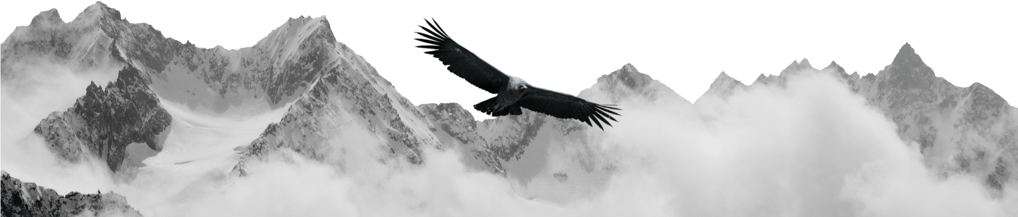 Condor Wealth Solution (2000x465), Png Download