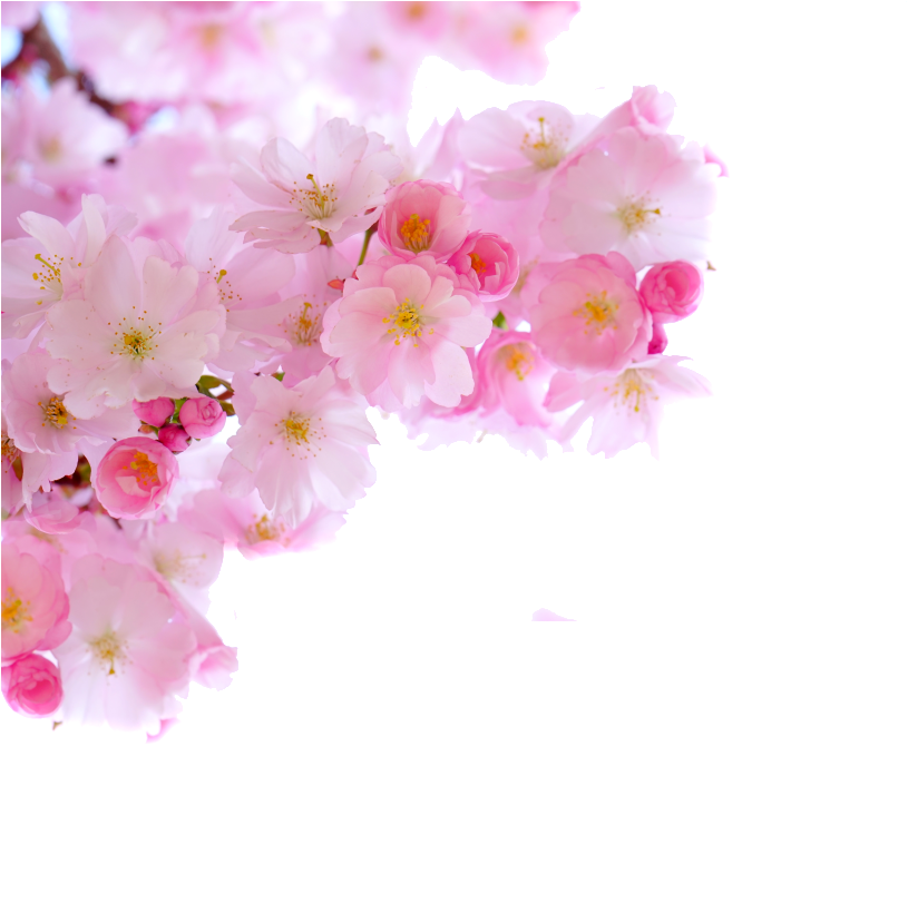 Hand Painted Pink Flower Elements (1024x1456), Png Download