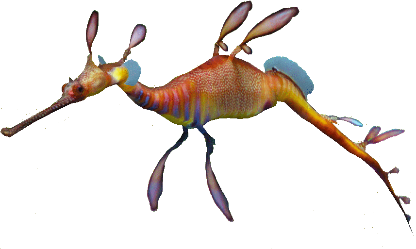 Weedy Sea Dragon (893x540), Png Download