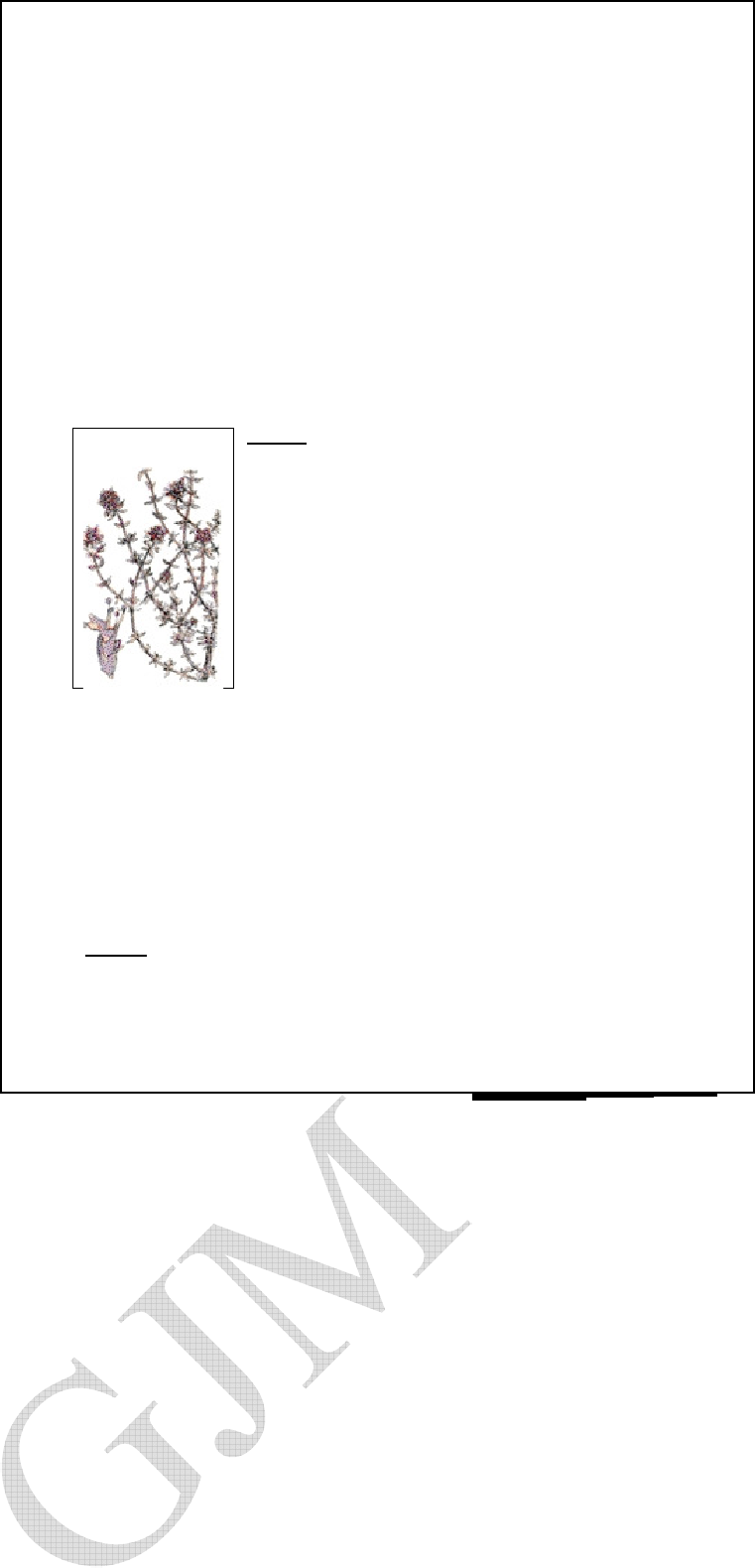 Es Nativo De Laregión Mediterránea Y Se Cultiva Ampliamente (761x1580), Png Download