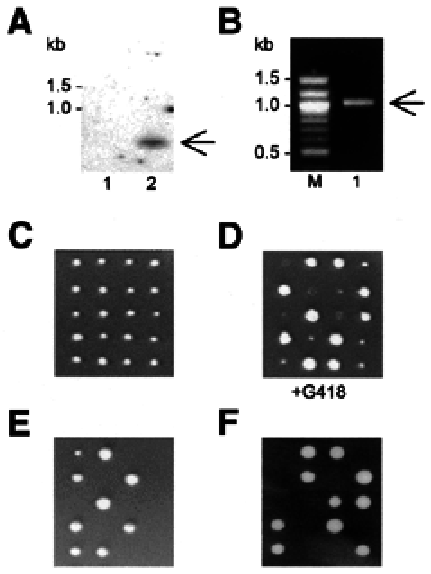 Download (748x626), Png Download