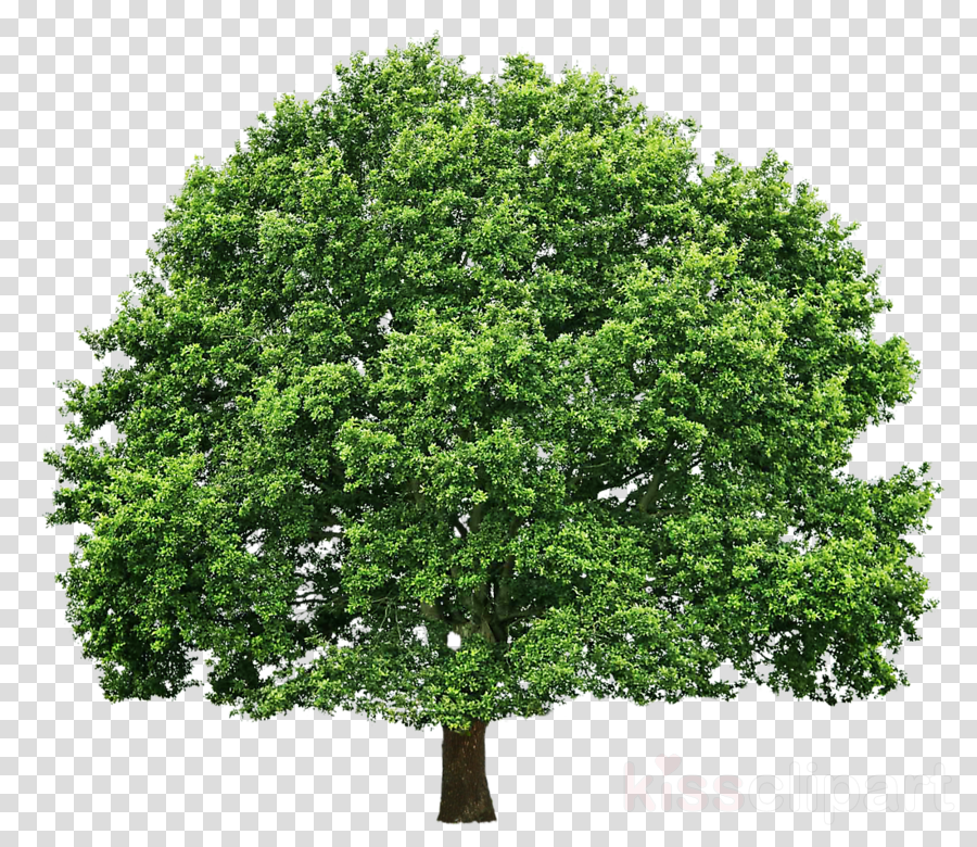 Branch Clipart Png (900x780), Png Download