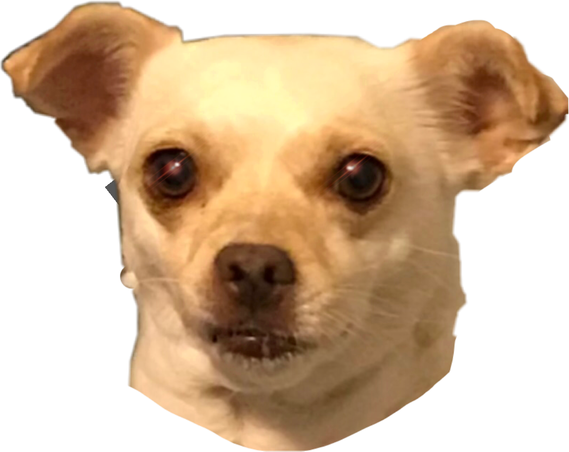 Chihuahua Tacobell Chicachihuahua Chica (1125x894), Png Download