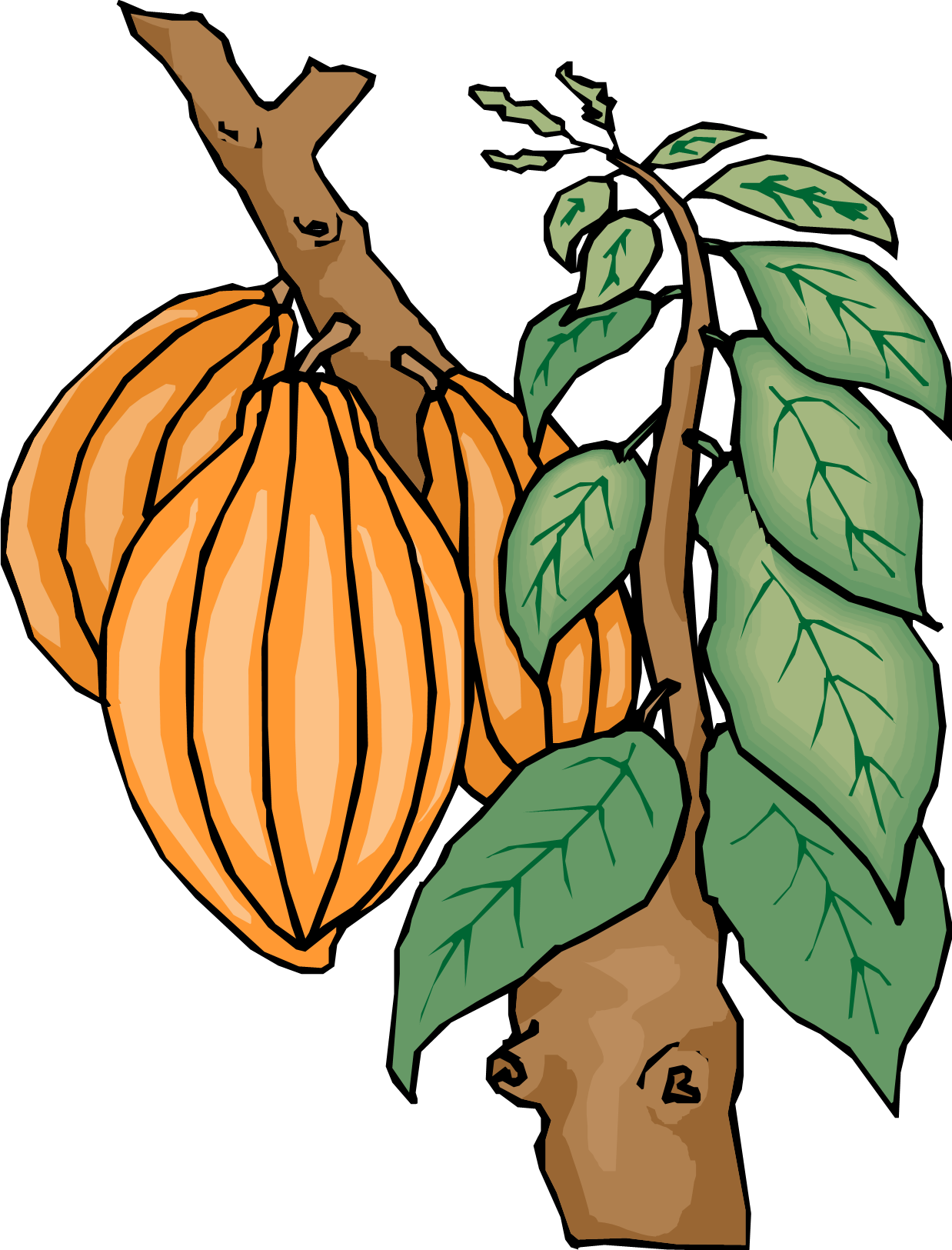 Cocoa (1238x1625), Png Download