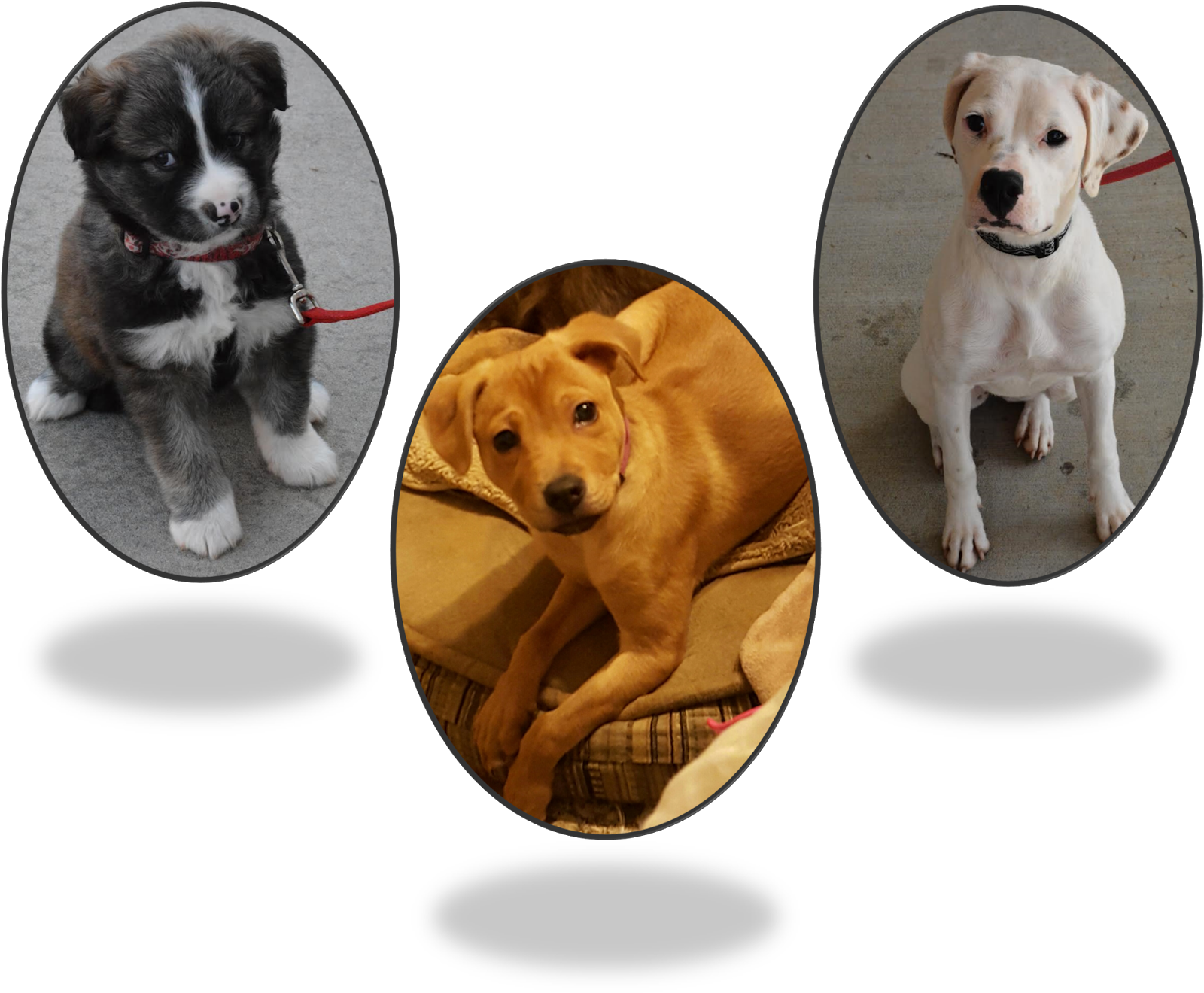 March 12, Adoption Fair (1600x1331), Png Download