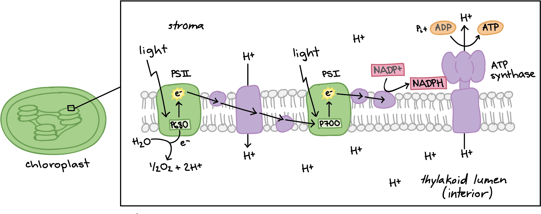 Light-dependent Reactions (article) - Fotosintesis Reacciones Quimicas (2156x862), Png Download