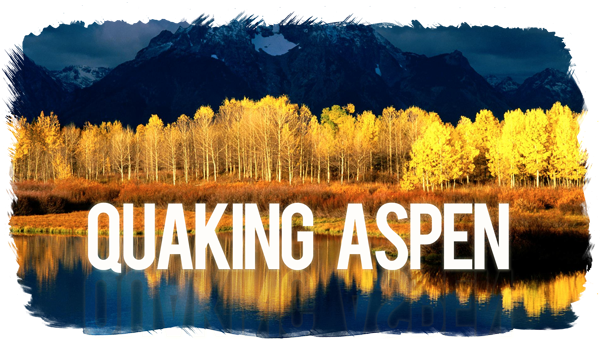Healthcare Needs A Quaking Aspen - Yellow Forest Landscape Canvas Wall Art Wall Decorations (600x401), Png Download