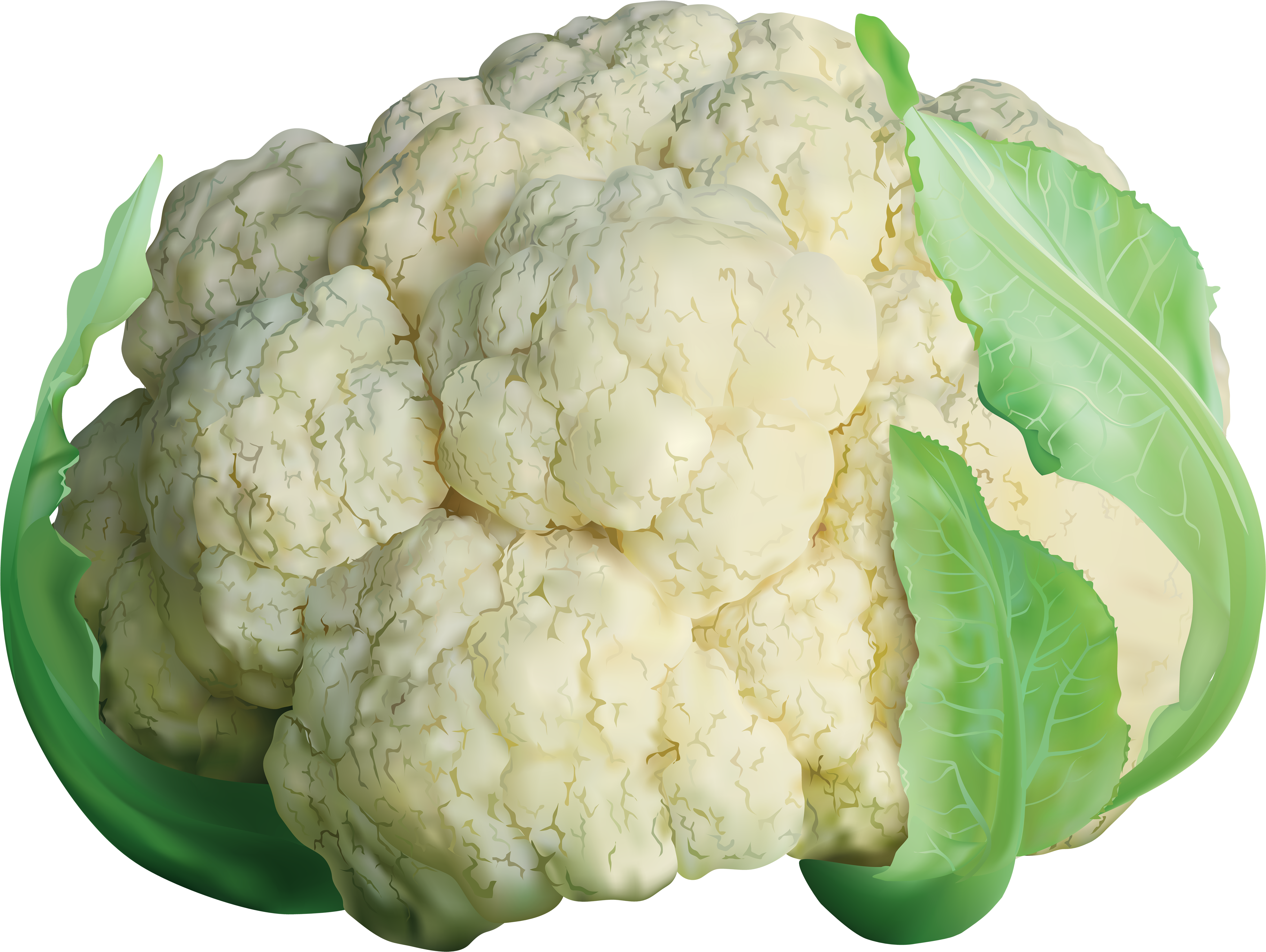 Botanical Illustration, Cauliflower, Vector Free, Art - Clipart Images Of Cauliflower (600x451), Png Download