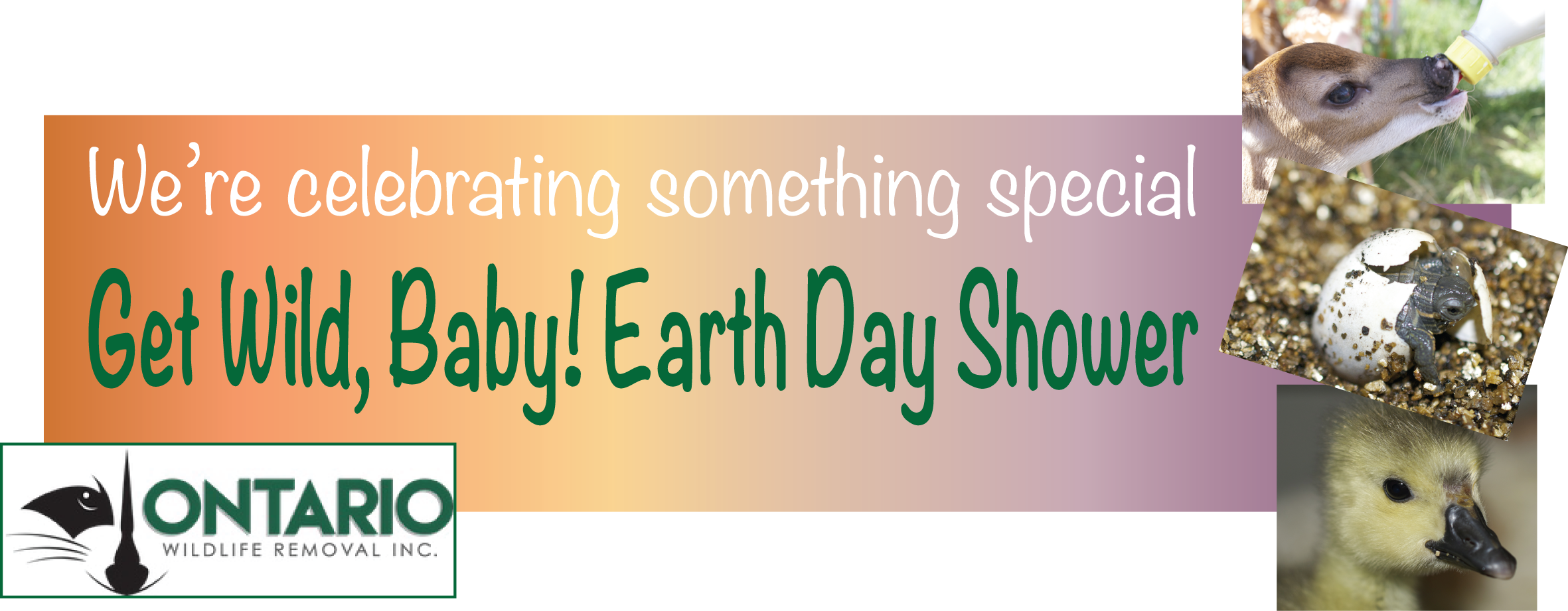 Babyshower - Tan (2362x921), Png Download