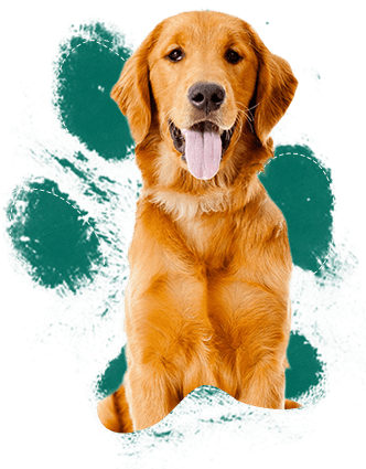People See The Fuzzy, Cute Golden Puppy And Fall In - Dogs High (332x425), Png Download