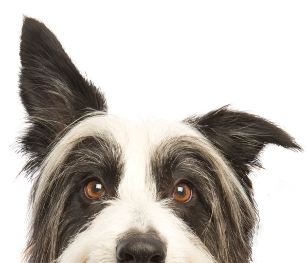 Buy Dvd Episodes 1-7 - Imagenes De Mascotas En Png (600x531), Png Download